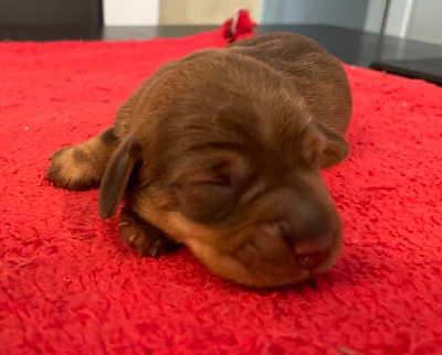 CHIOT 3